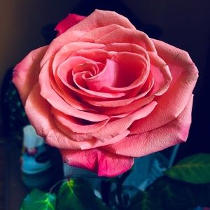 Meet your Posher, Marcia